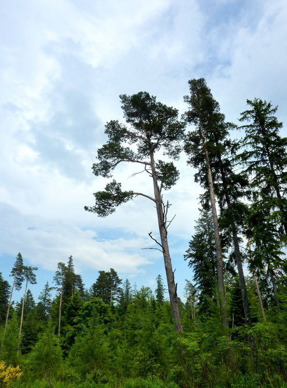 impression forêt landaise