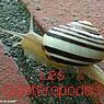 LES GASTEROPODES