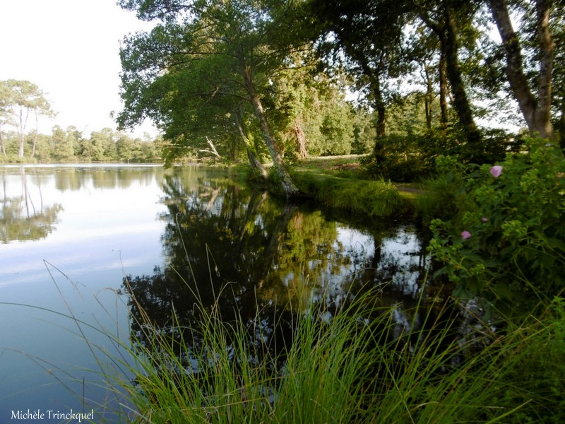 Etang de la Glacière 020918