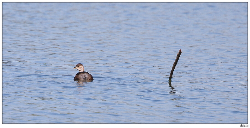 castagneux en plumage internuptial