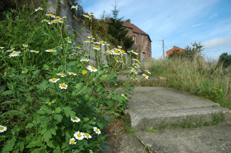 Petit-Wasmes - Ruelle Baronette