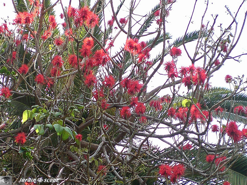9087-Erythrina-abyssinica