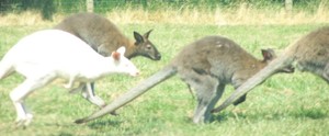 Wallaby -Planète sauvage