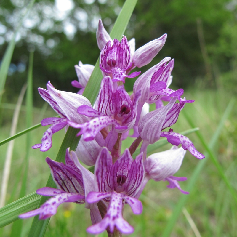 Orchis militaire - i