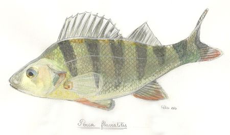 perca_fluviatilis0001