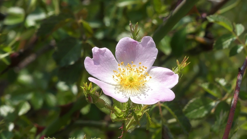 RoseJP N°28