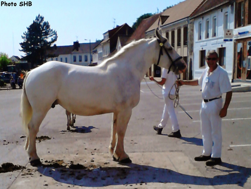 Ursule 77 - Concours Elevage local - Hucqueliers (62) - 21 juin 2014 - photo SHB