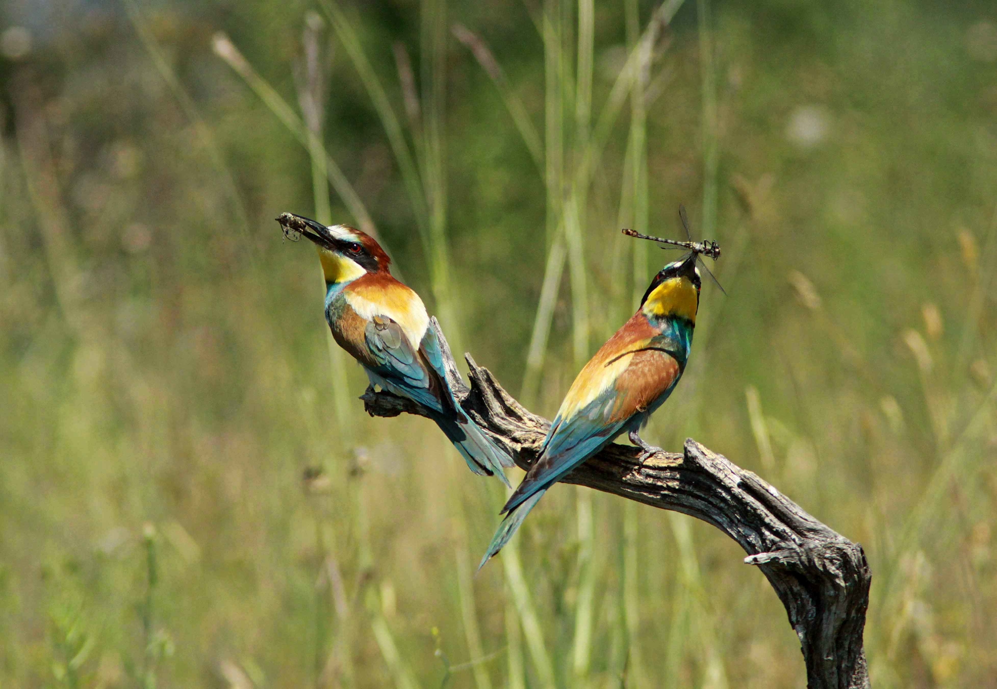 Chasseurs d Afrique 4 Oiseaux et Compagnie