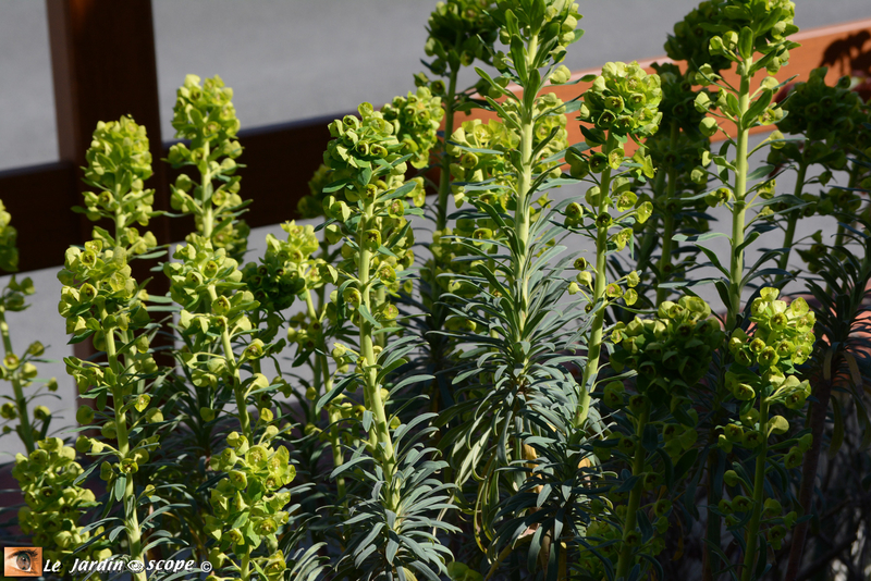 Euphorbe corse • Euphorbia characias