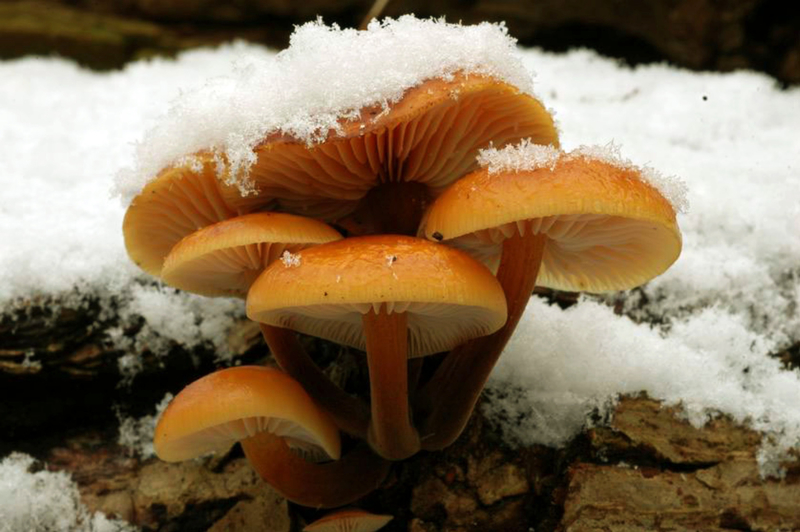 Flammulina velutipes (E Charles)