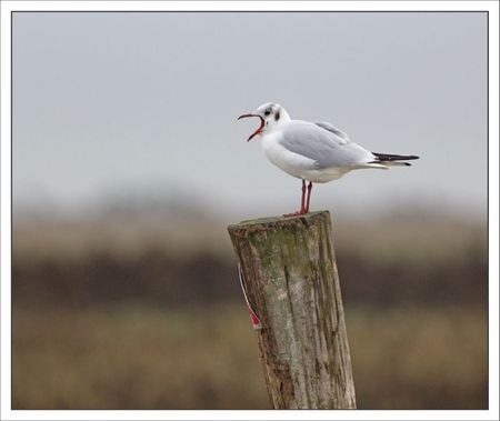 Aiguillon lulu mouette poteau 2 baille 101211