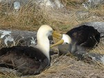 albatroscouple