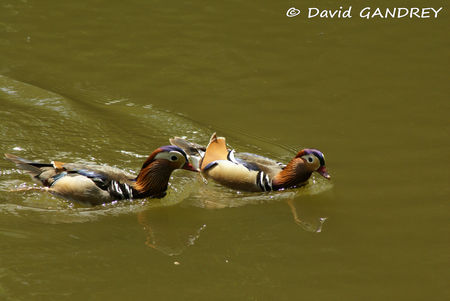 canards