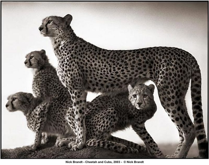 写真集 A SHADOW FALLS Nick Brandt（ニック・ブラント