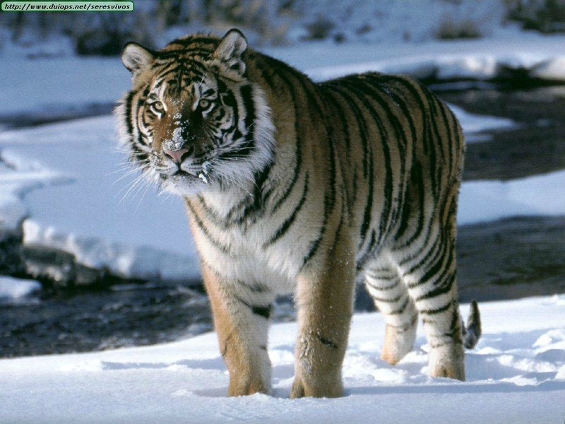 Copie de animeaux-tigre-siberie-1239150-big