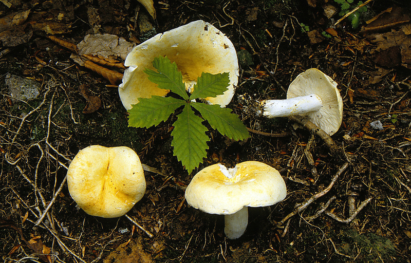 Russula piperatoconfusa 5 8 90_0003