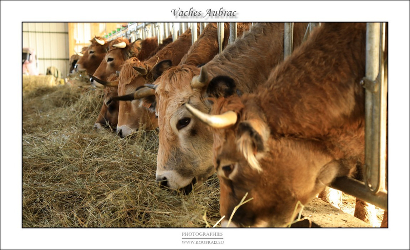 Photos JMP©Koufra 12 - Le Caylar - Aubrac - 28122019 - 0023