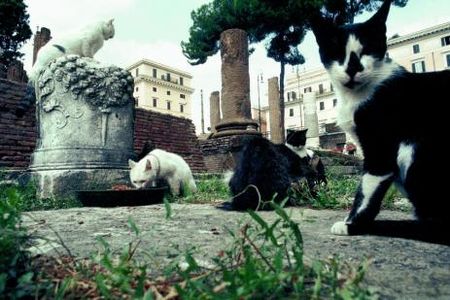 CHAT_DE_ROME1_