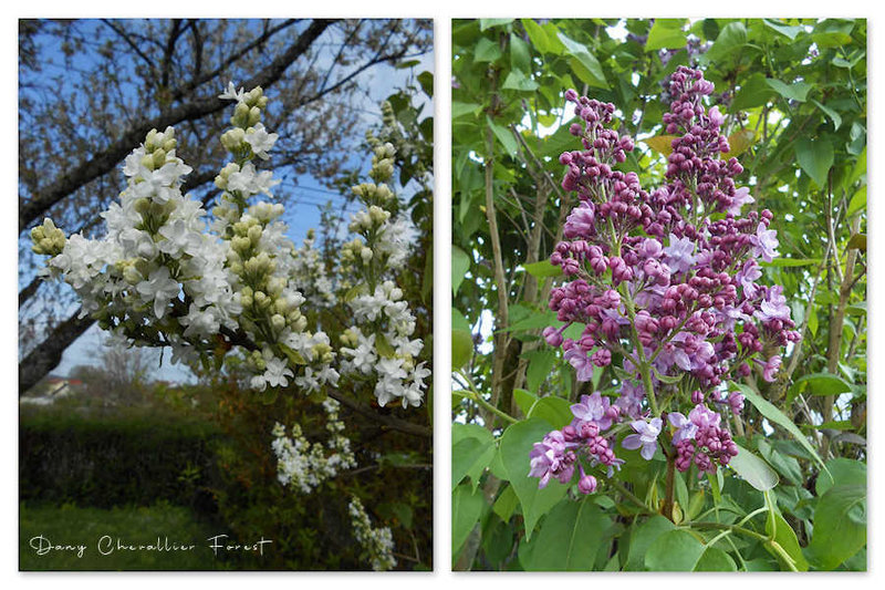 lilas du jardin