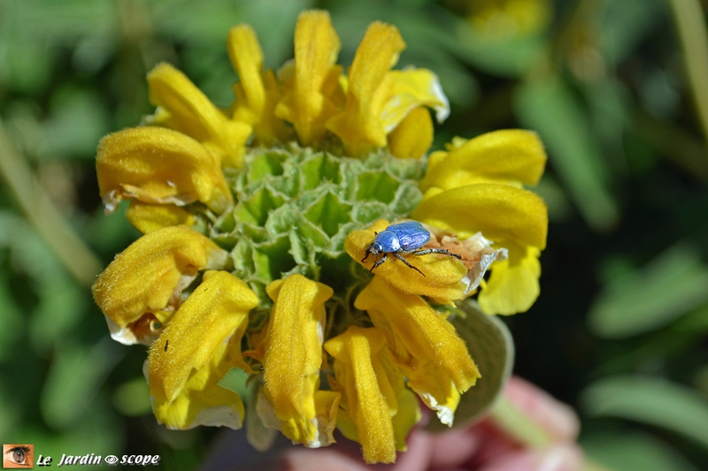 Hoplia coerulea mâle