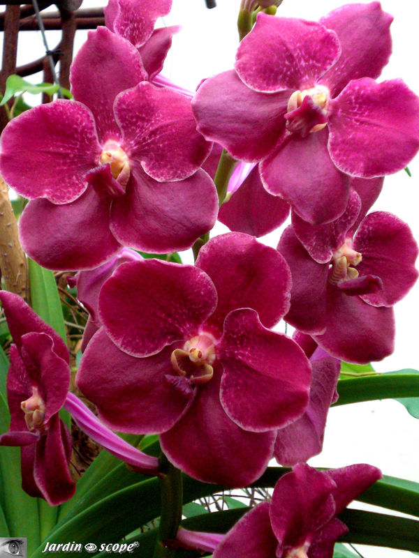 Exposition d'Orchidées 2009