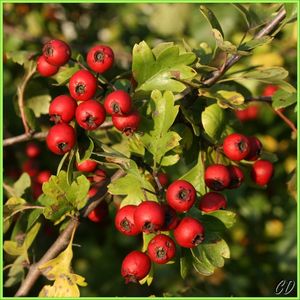 crataegus