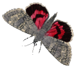 Butterfly_red_vintage_image_graphicsfairy004a_gif