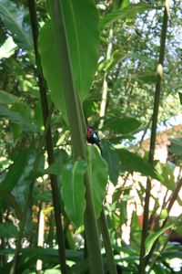 Martinique_Fev_2009_387