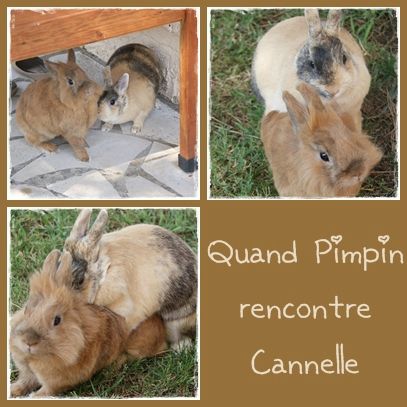 lapins
