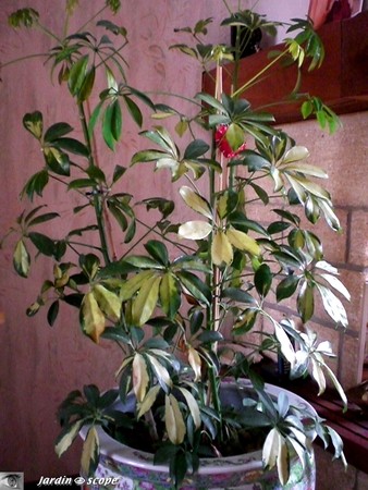 Schefflera_general