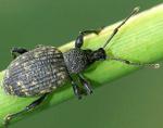 Otiorhynchus-sulcatus-Paysagiste-pays-basque
