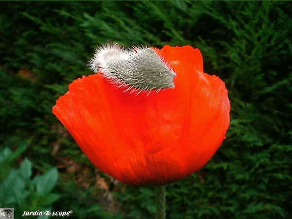 Papaver Orientalis Rouge