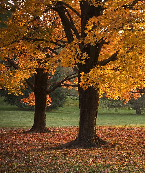 arbre-automne