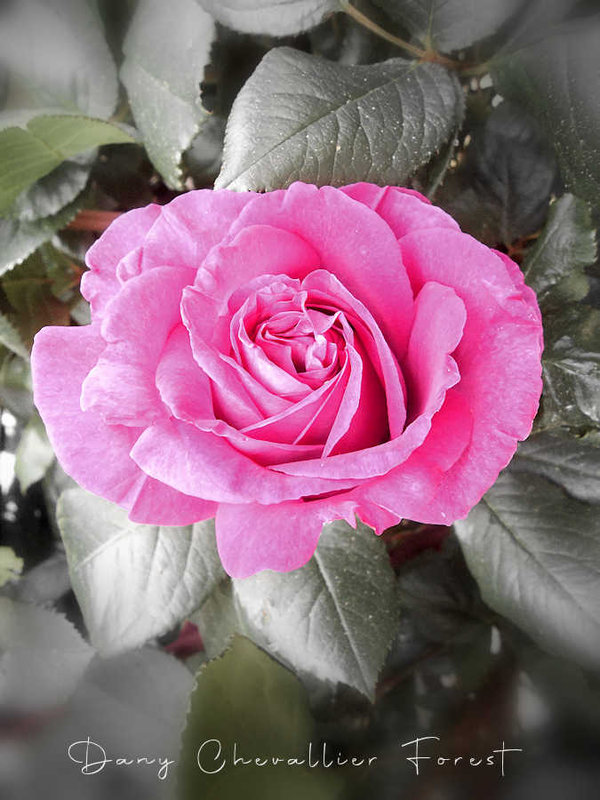 premiere rose jardin