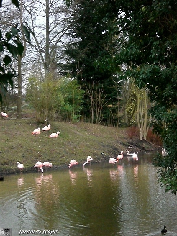 Le coin des Flamants rose en Janvier 2007