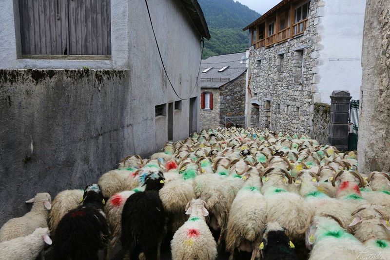 Transhumance_A99A4371