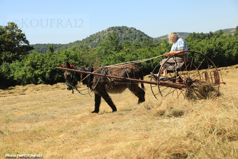 Photos JMP©Koufra 12 - Le Caylar - Fenaison - 13072019 - 1240