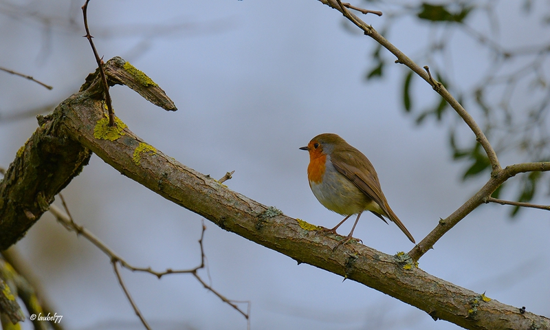 DSC_6007 rouge gorge