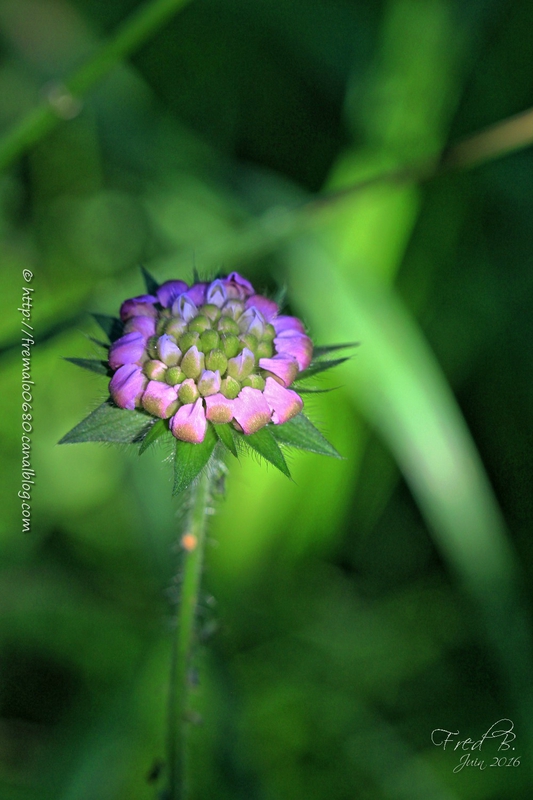 Knautia arvensis