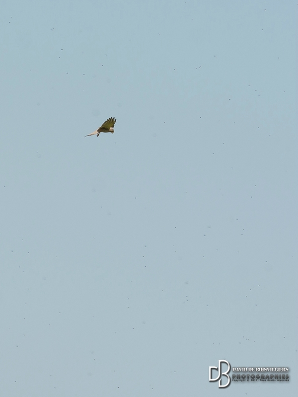 Faucon Crécerelle (Falco tinnunculus)