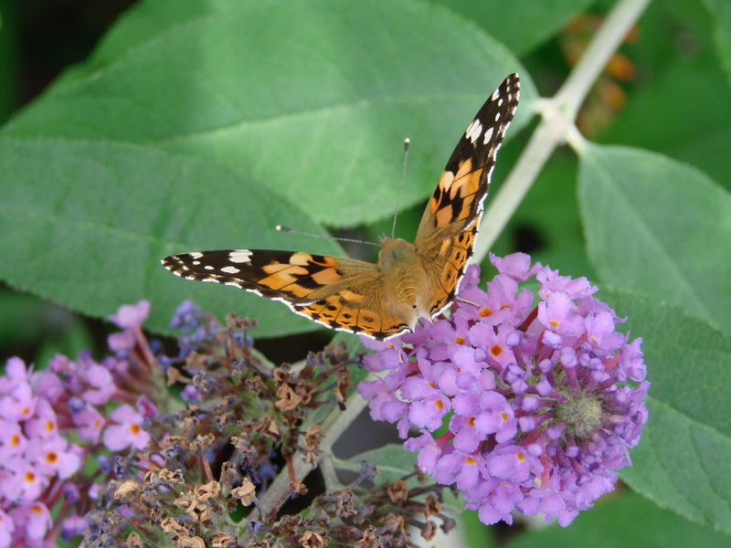 DSC00490