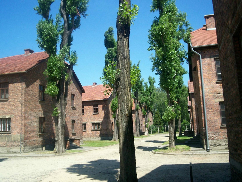 Auschwitz peupliers