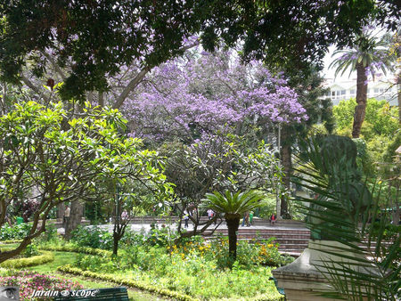 9035_Jacaranda