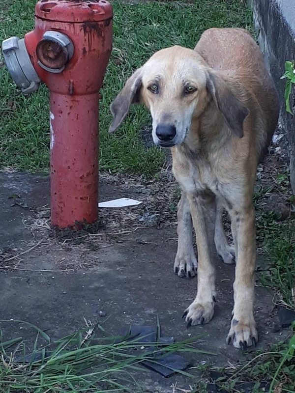 Chienne attachée à la boîte à lettres de Mary 1