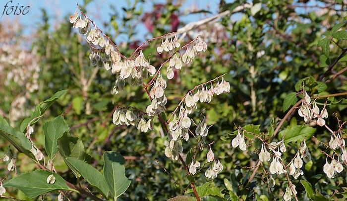 floraison de juillet à octobre