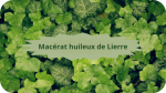13 LIERRE(1)Macérat Huileux de Lierre-modified