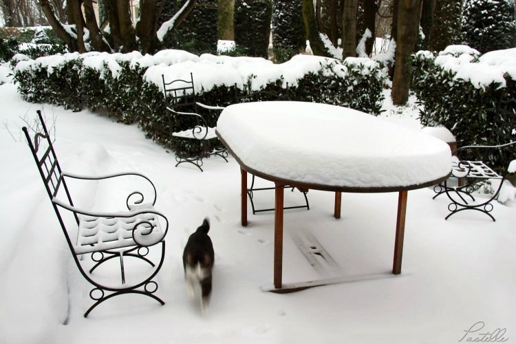 Manger le chat_7595