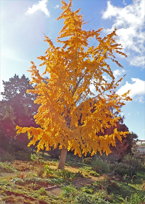 Arbre ginko couleur or 221123