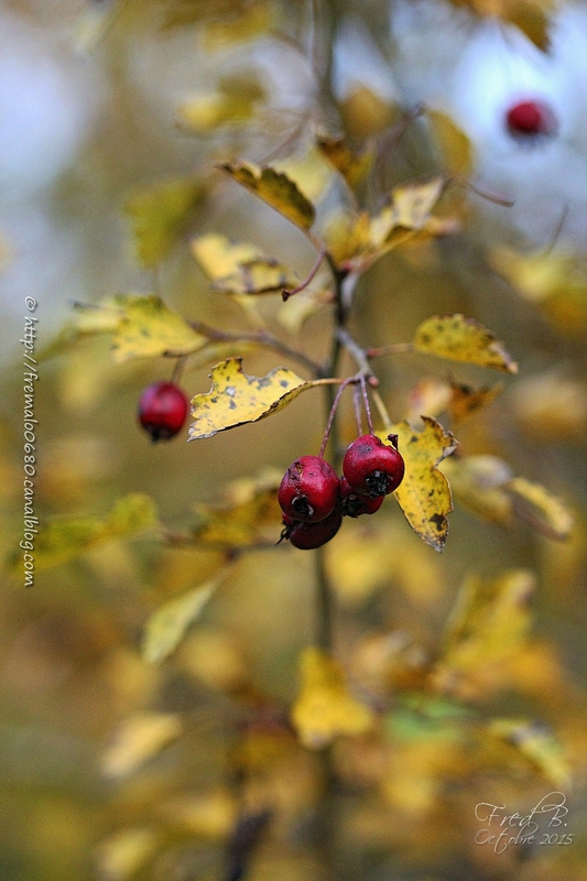 Crataegus laevigata