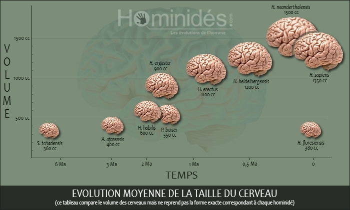 evolution-taille-du-cerveau